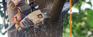 Best Tree Cabling and Bracing  in West Clarkston Highland, WA