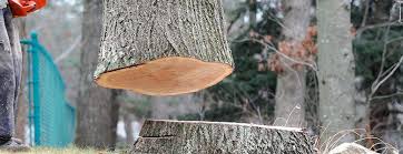 Best Fruit Tree Pruning  in West Clarkston Highland, WA